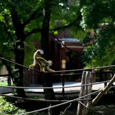 ZOO BRATISLAVA